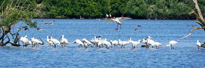 A white spoonbill flies above a large group of spoonbills standing in water.Wide long cover or banner.