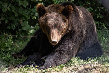 Obraz premium brown bear in the forest