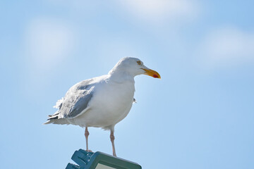A seagull sits against the blue sky in the sun