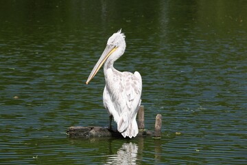 Dalmatian pelican in the water
