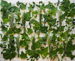 Green fresh herbs mix on white wooden background ,top view.