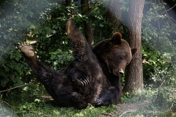 brown bear scratching ass