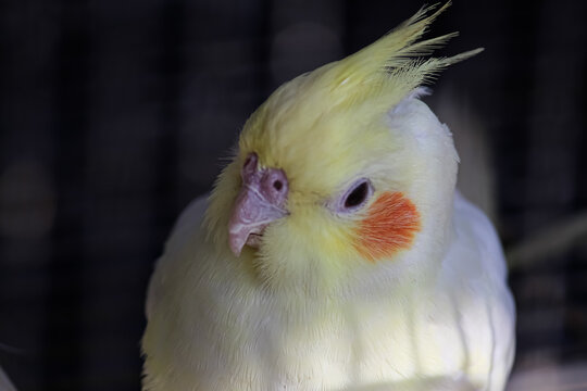 Yellow Head Red Cheeks Cockatiel