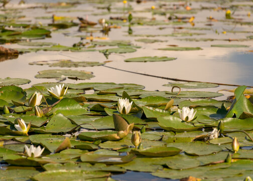 yellow and white water lily and green lily leaves in lake