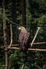 golden eagle in the zoo