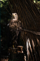 bird of prey hawk