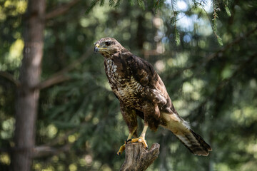 red-tailed hawk