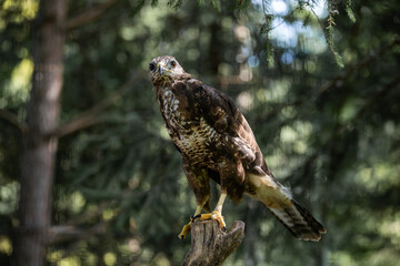 red-tailed hawk