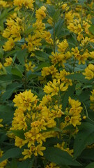 Yellow Loosestrife background