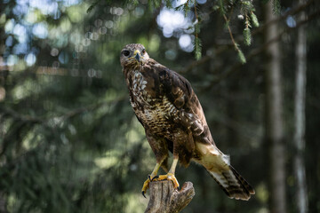 red-tailed hawk 