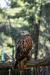 red-tailed hawk 