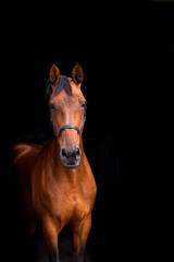 Blackphoto portrait of a brown horse inside, horse looking into camera, brown horses, mare, cross country, dressage, showjumping