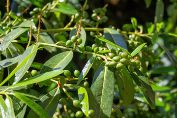 Grüne PFlanze mit Früchten 