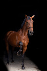Blackphoto portrait of a brown horse inside, horse looking into camera, brown horses, mare, cross country, dressage, showjumping