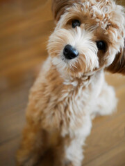 じっと座って見つめるかわいいアプリコットの子犬【マルプー・トイプードル】