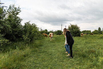 teen graze cows on the field