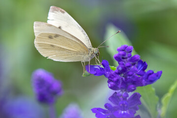 Close-up of a white butterfly on a purple flower