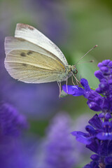 Close-up of a white butterfly on a purple flower