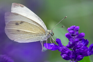 Close-up of a white butterfly on a purple flower