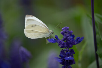 Close-up of a white butterfly on a purple flower