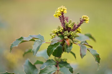 Mahonia kwiat