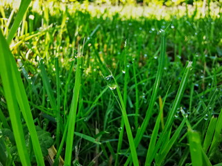 green grass with drops of dew