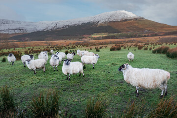 Flock of sheep in a green field. Mountain covered in snow in the background. Winter season, Rural Ireland. Blue cloudy sky. Farming and agriculture in winter season. Daytime.