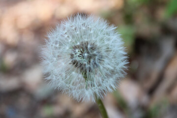 Close-up of a dandelion in spring, Kyoto, Japan