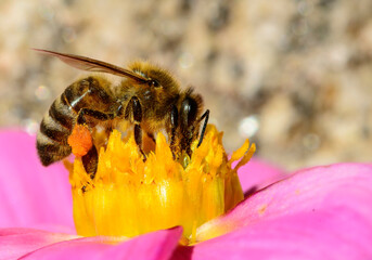 bee on flower