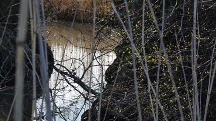 river through reeds