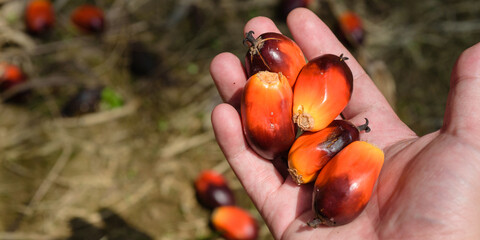 Hand holding oil palm seeds.