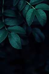 Dark green leaves abstract background