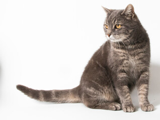 Tabby cat lying