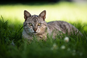Naklejka na ściany i meble Grau getiegerte Katze liegt, an einem Sommertag, im schatten eines Baumes, im Gras.