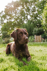 Brown chocolate labrador portrait playing outside in garden nature, looking into and away from camera, puppy dog, dog outside sticking toungue out. 