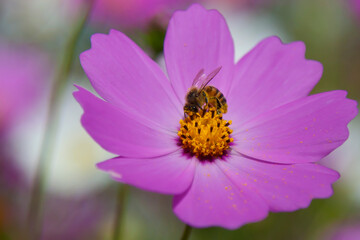 Bee collecting pollen on beutiful flower