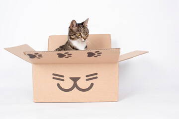 Tabby cat studio box