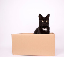 Black cat in box