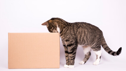 Tabby cat studio box