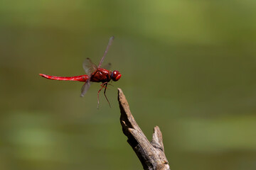 red dragonfly on a leaf