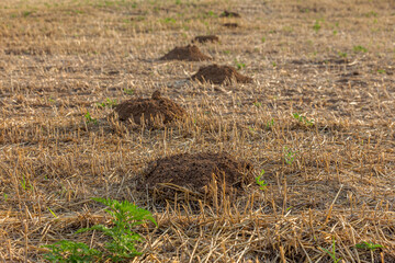 Roof tunnels on the ground. Traces of a mole on the lawn grass. Mole made a molechin in the garden.