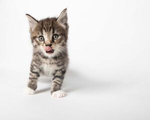 Tabby kitten in photostudio