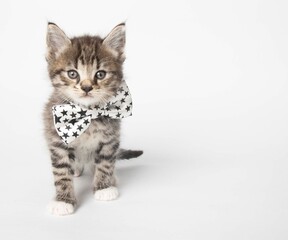 Tabby kitten in photostudio