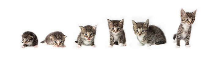 Growing kittens in photostudio