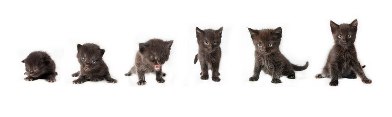Obraz premium Growing kittens in photostudio