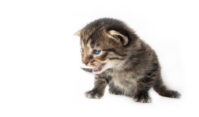 Tabby kitten in photostudio