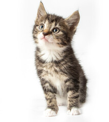 Tabby kitten in photostudio