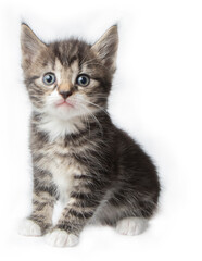 Obraz premium Tabby kitten in photostudio