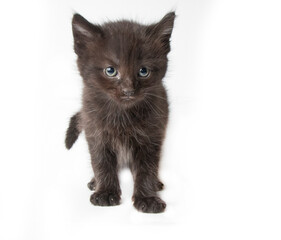 Black kitten in photostudio