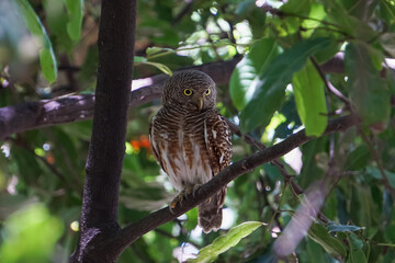 The owl was standing still on the tree.